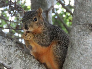 Naklejka na ściany i meble Squirrel and a nut, in a tree