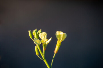 Wild Radish Yellow on Dark background