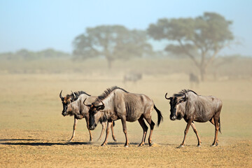 Blue wildebeest (Connochaetes taurinus) walking in a dusty dry riverbed, Kalahari desert, South Africa. - obrazy, fototapety, plakaty