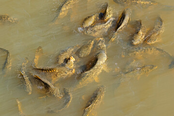 Shoal of common carp (Cyprinus carpio) swimming in a freshwater pond.