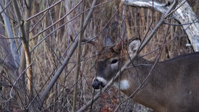 Handheld wildlife video of a male whitetail deer buck with antlers nibbling and biting the bark off of a small tree branch and sticking out its tongue as it chews and eats.