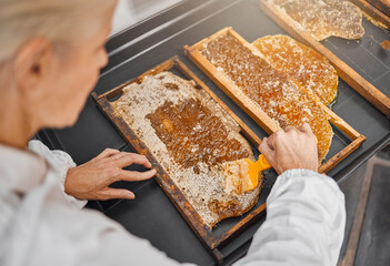Beekeeper, honey production and honeycomb at farm for food, health or nutrition industry. Bee...