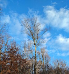 Tall Bare Tree Under Bright Cloudy Sky