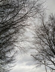 Fototapeta na wymiar Bare Trees Under Cloudy Sky