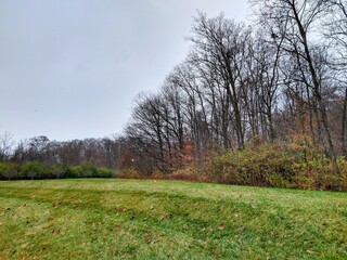 Autumn Trees and Sprinkle of Snowflakes