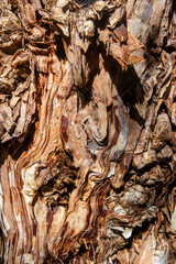 Closeup of tree trunk, macro photography of tree bark