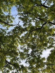 trees and sky