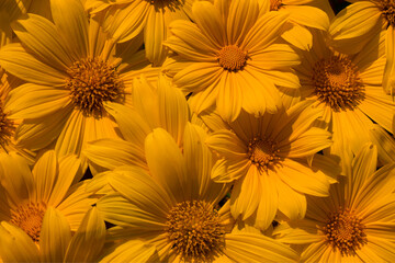 Beautiful Yellow daisy sunflower floral pattern background 