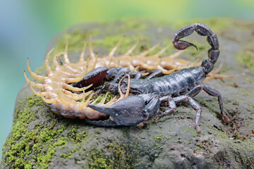 An Asian forest scorpion is ready to prey on a centipede (Scolopendra morsitans) in a pile of dry...