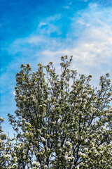 Blossoming Tree