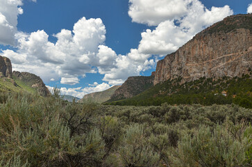 sagebrush shrubs in Unaweep Canyon (Mesa County, Colorado, USA)