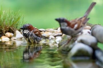 House sparrows, males, bathing in a bird's water hole. Czechia. 