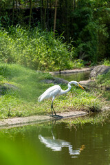 a white heron in a lake, you can see the reflection of the heron in the lake, green water and vegetation around, mexico