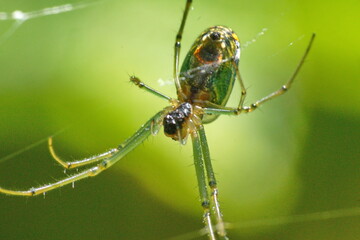 Orchard spider in a web in Cotacachi, Ecuador