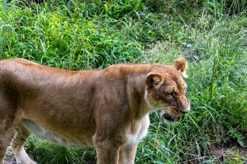 Panthera leo, lioness sitting on the grass resting, guadalajara zoo, mexico