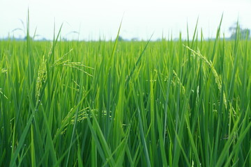 The rice fields of agriculture that are blooming long beautiful green