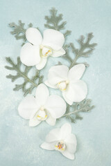Fototapeta na wymiar Beautiful flat lay with white orchid blooms on light blue background
