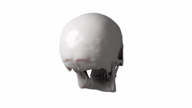 skull on a black background 3d Rendering	