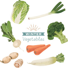 いろいろな冬野菜のセット　水彩