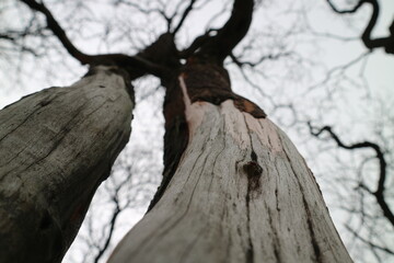 Low angle shot of the tree bark texture againts the white cloud. The bare branch from the low view.