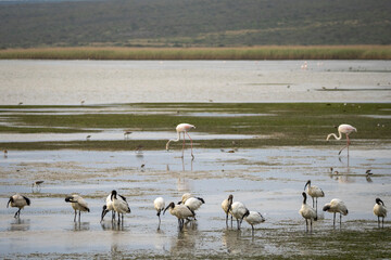 African sacred ibis (Threskiornis aethiopicus) and greater flamingo (phoenicopterus roseus) in a wetland. Western Cape. South Africa