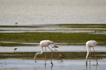 Greater flamingo (Phoenicopterus roseus) in a wetland. Western Cape. South Africa