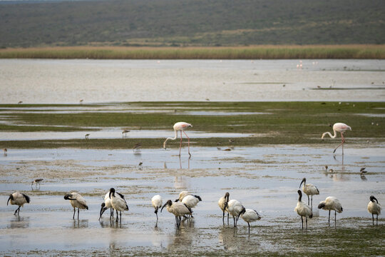 African sacred ibis (Threskiornis aethiopicus) and greater flamingo (phoenicopterus roseus) in a wetland. Western Cape. South Africa