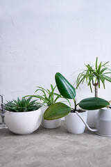 Ficus elastica and other house plants on concrete table at home