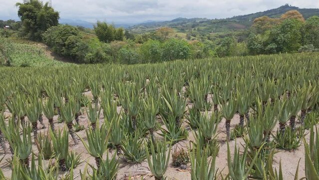 Aloe Vera leaf , natural in farm garden Plantation, aerial video