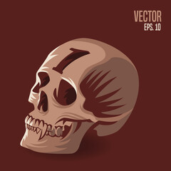 Skull Number 1 Illustration