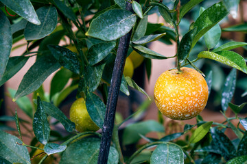 leaves and fruit of citrus plants treated with Bordeaux mixture