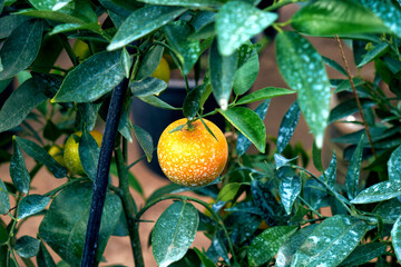 leaves and fruit of citrus plants treated with Bordeaux mixture