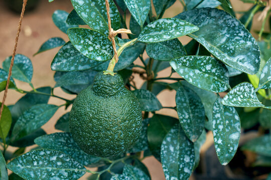 leaves and fruit of citrus plants treated with Bordeaux mixture