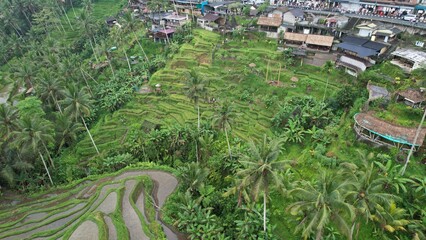 Fototapeta na wymiar Bali, Indonesia - November 10, 2022: The Tegalalang Terrace Rice Fields