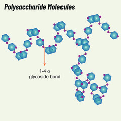 Polysaccharide Molecules. Biology shape vector