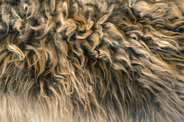 Sheep skin structure.Close up of sheep fur.