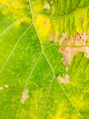 close up of leaf