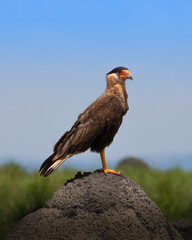 Carcará da Serra da Canastra