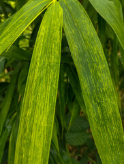 leaf with dew drops