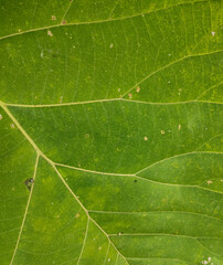 green leaf texture