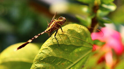 Dragonfly photography 