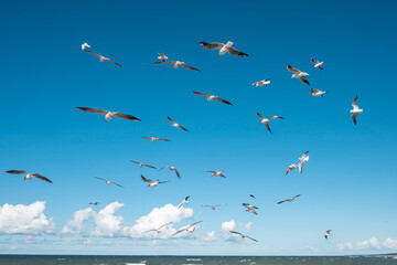 A flock of seagulls in flight looking for food. Baltic seagull. Gull hunting for fish.