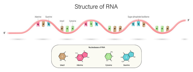 Struture of DNA vector. Ribonucleic acid. Uracil, Adenine, Cytosine and Guanine. Base pair and sugar phosphate backbone.