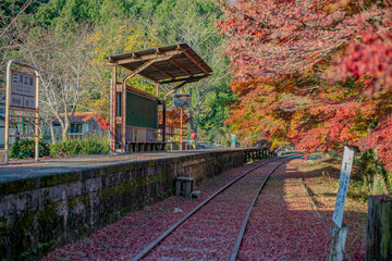 Fototapeta premium 三河広瀬駅の紅葉