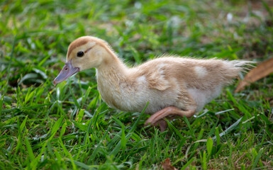 Little duckling on green grass in summer.