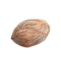 Nutmeg Watercolor. Isolate. Illustration for clipart. Designed for menus, culinary blogs, packaging, textiles, web design, sites, stickers, invitations, patterns, logos. Drawn by hand.