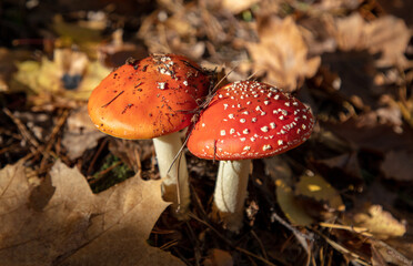 Not a edible mushroom in the woods.