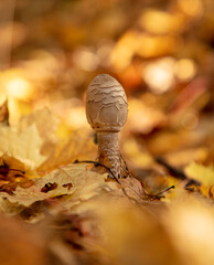 An edible mushroom in the forest.