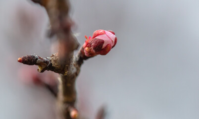 Fototapeta premium Closed flower on an apricot tree in spring.