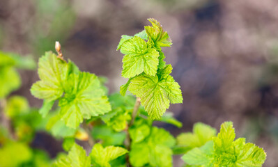 Green leaves on a currant plant in spring.